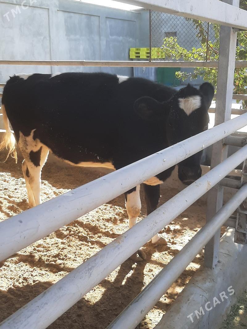 tuwe - Херрикгала - img 7