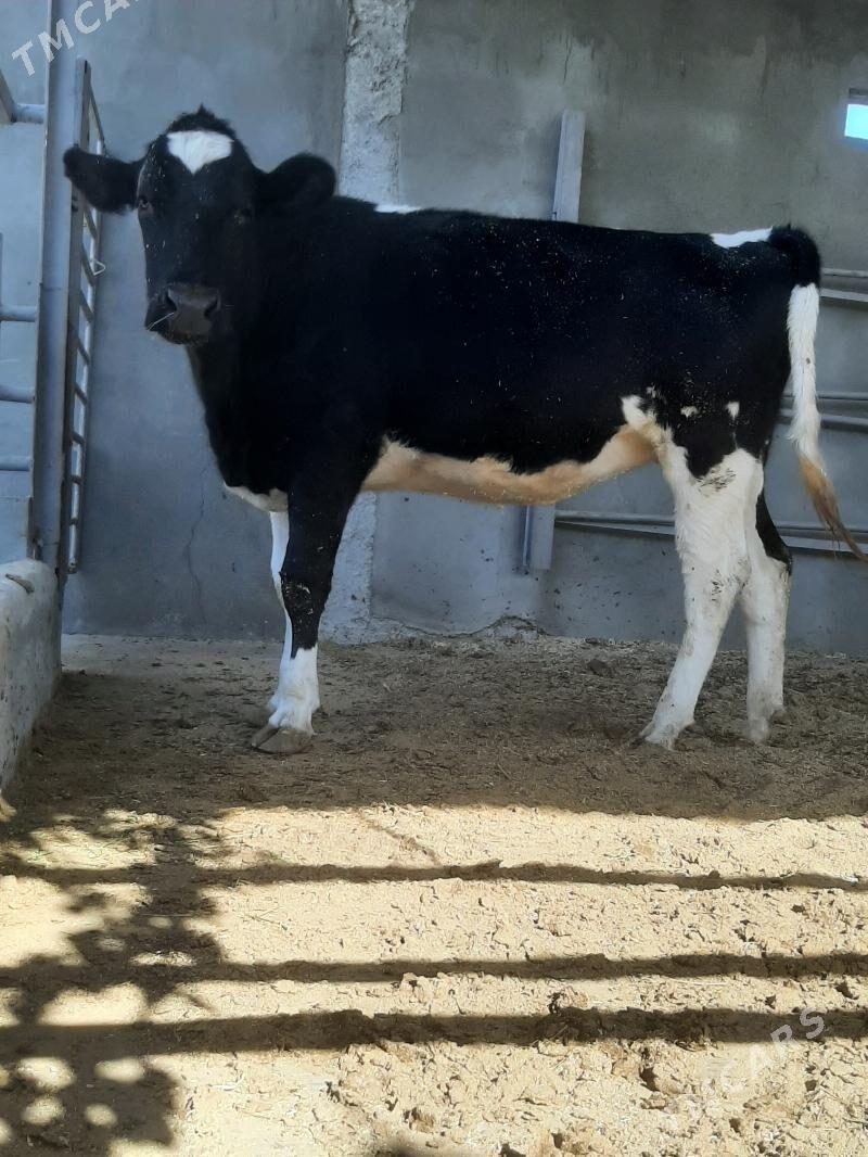 tuwe - Херрикгала - img 1