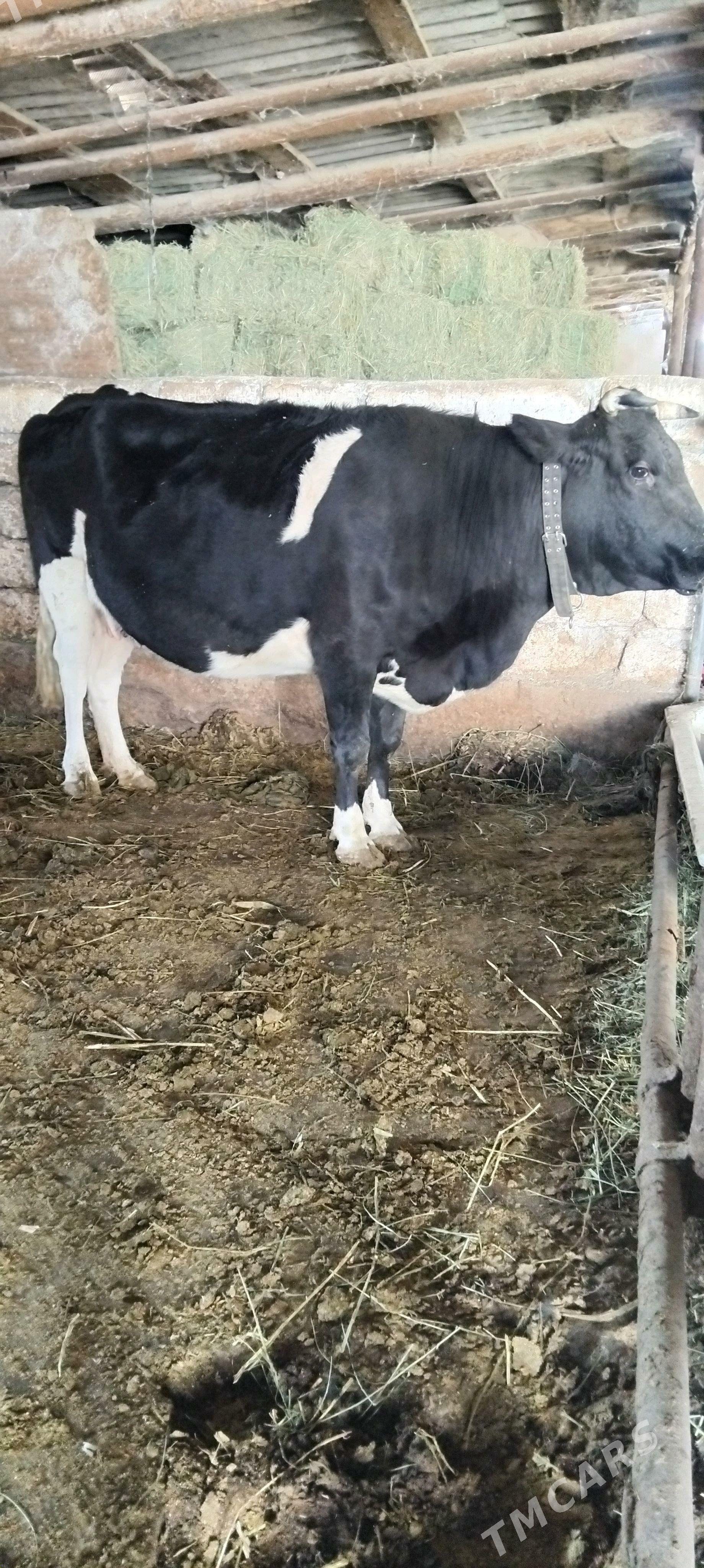 GIBRID SYGYR BOGAZ - Änew - img 3