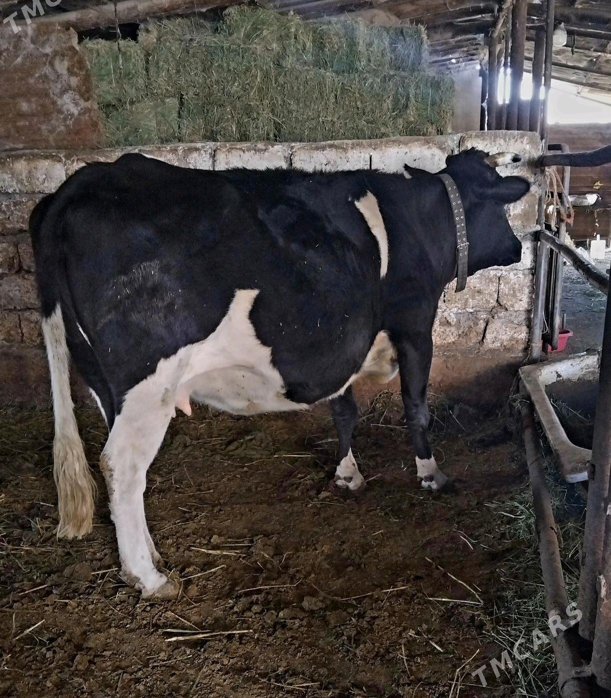 GIBRID SYGYR BOGAZ - Änew - img 2