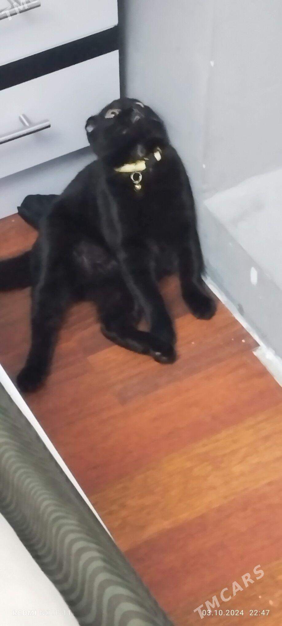 Пропала Кошка - Мир 7 - img 2