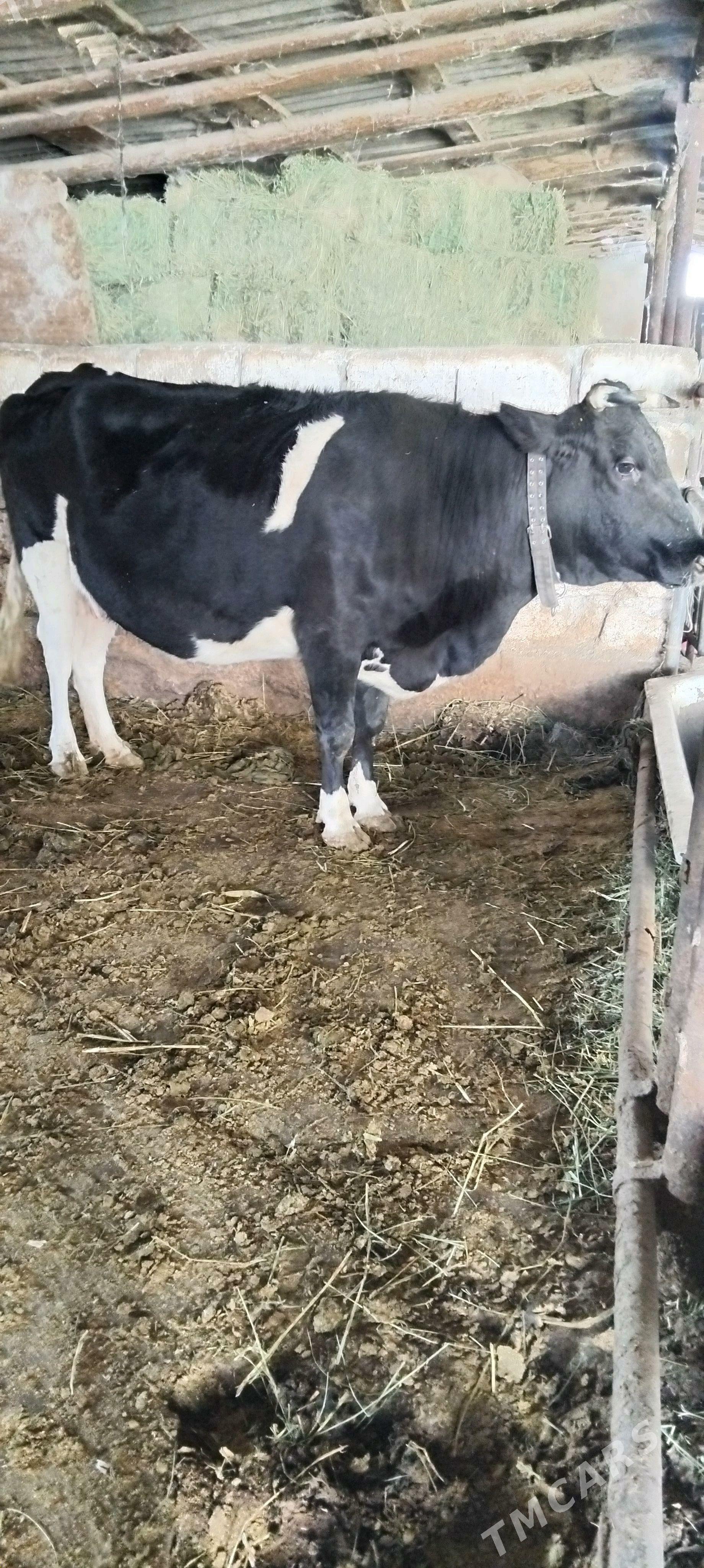 GIBRID SYGYR BOGAZ - Änew - img 1