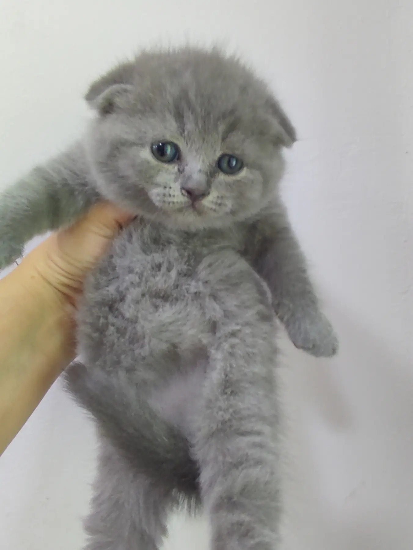 шотландцы - Ашхабад - img 2