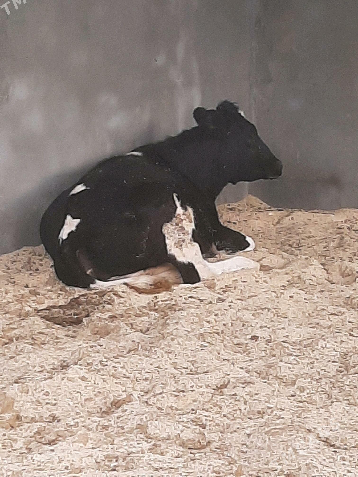 tuwe - Херрикгала - img 9