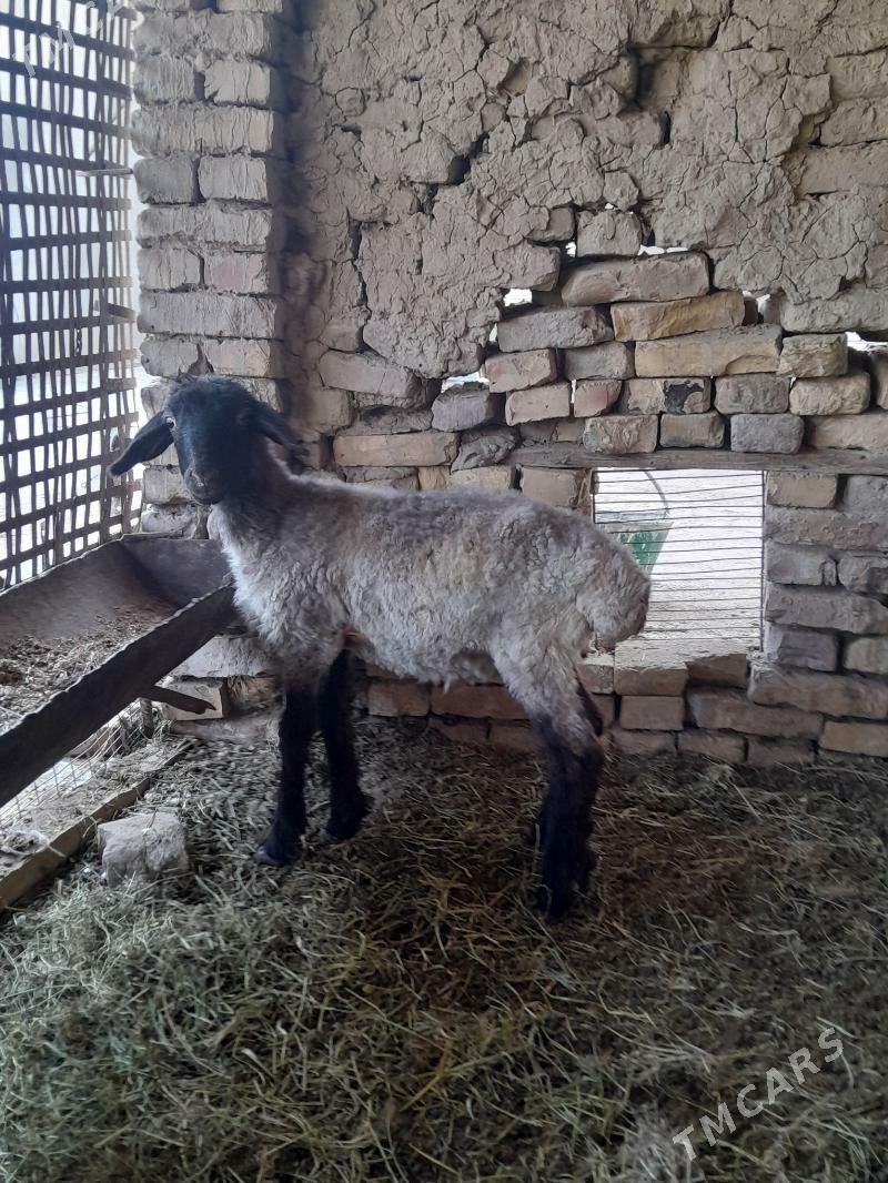 gockar guzy - Туркменабат - img 2