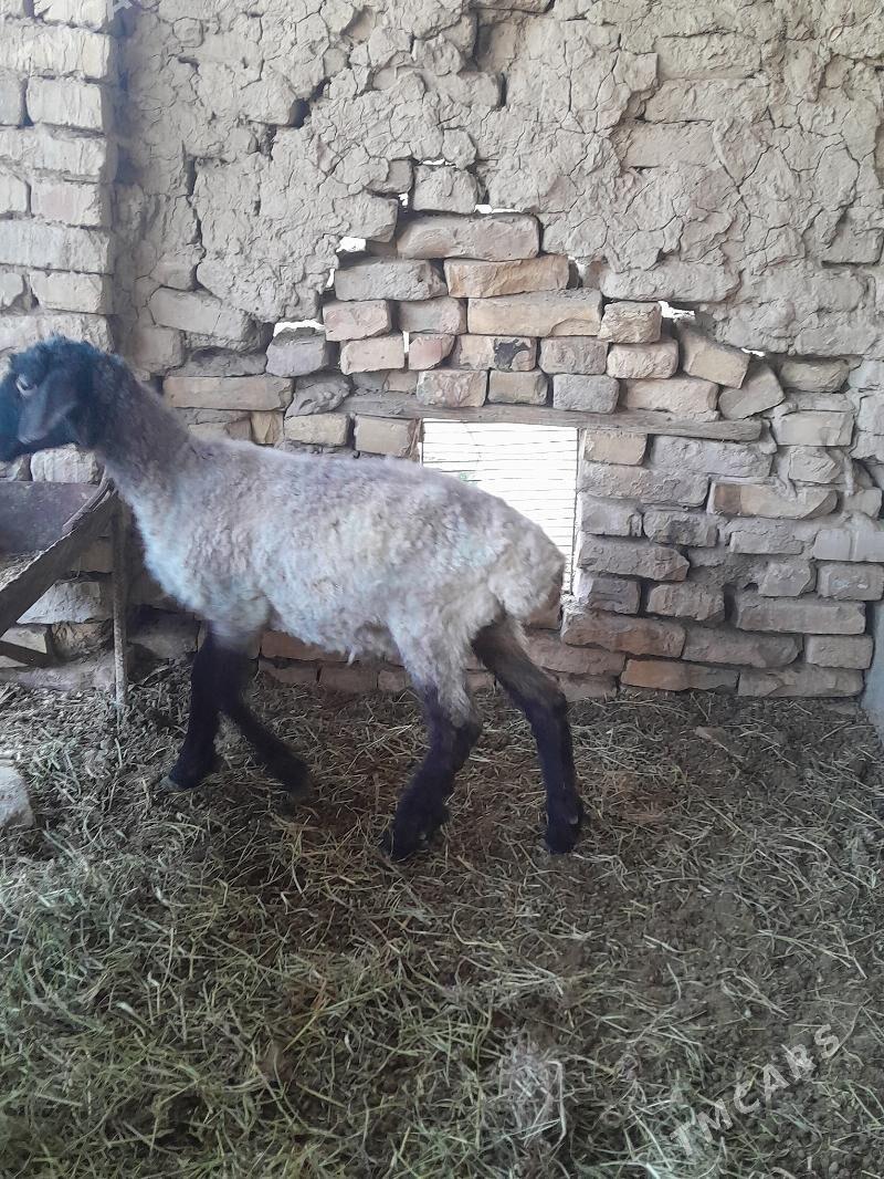 gockar guzy - Туркменабат - img 3