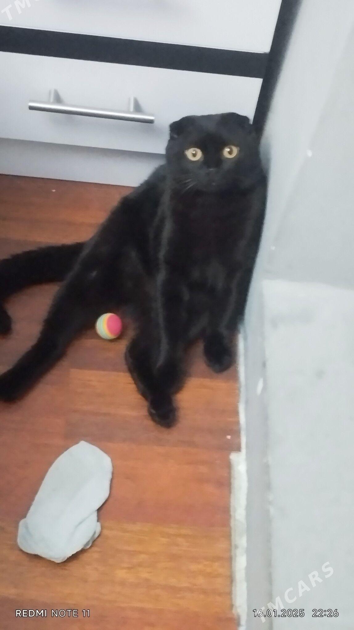 Пропала Кошка - Мир 7 - img 3