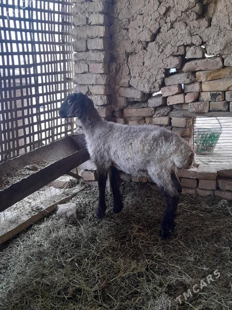 gockar guzy - Туркменабат - img 1