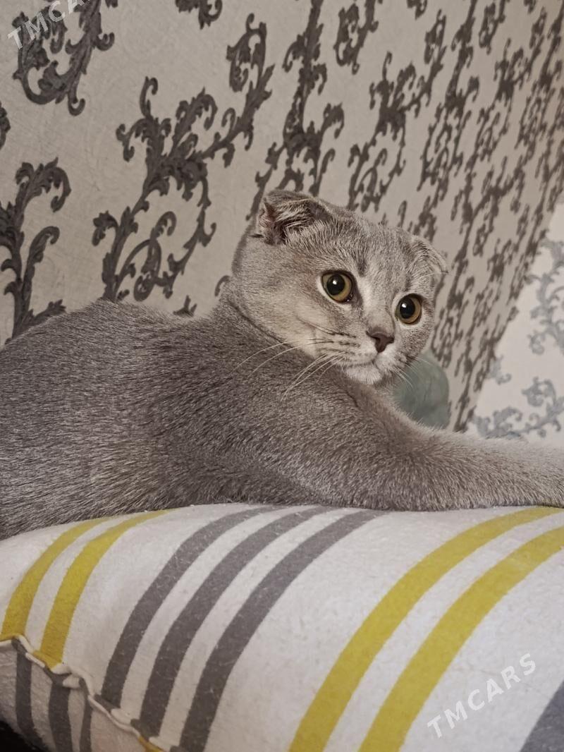 pisik - Балканабат - img 2