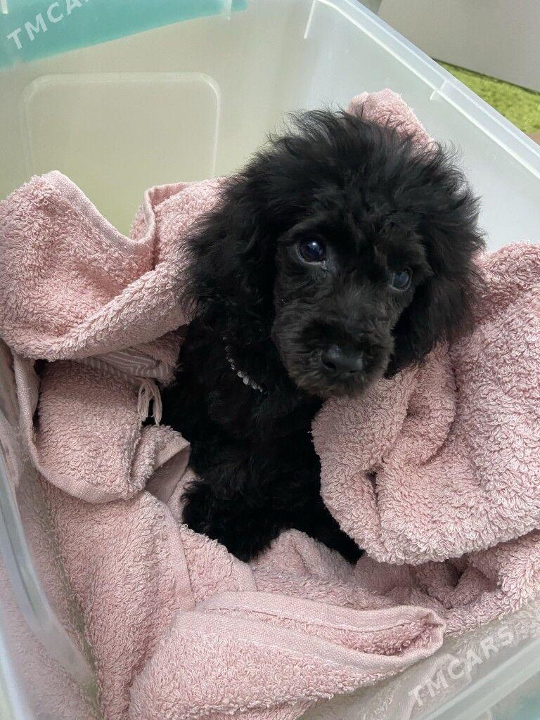 çapa - 4 mkr - img 3