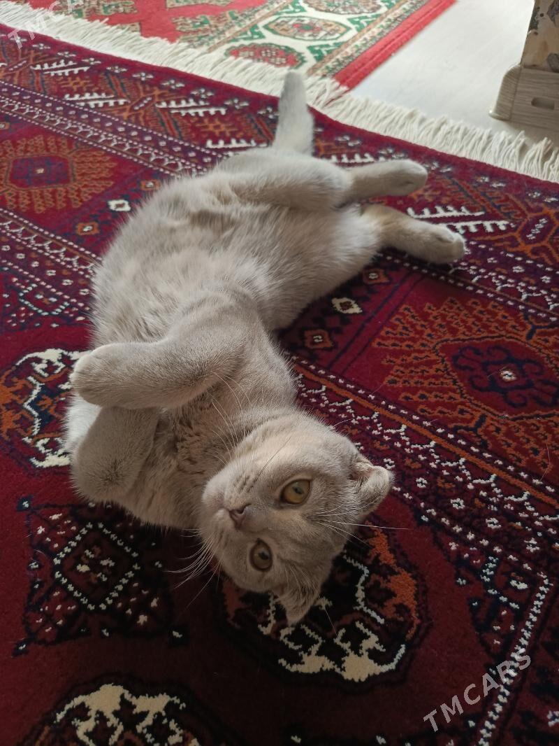 pisik - Балканабат - img 1