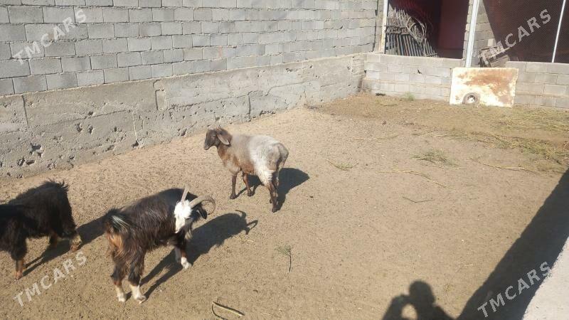 semiz goÿun - Ашхабад - img 2