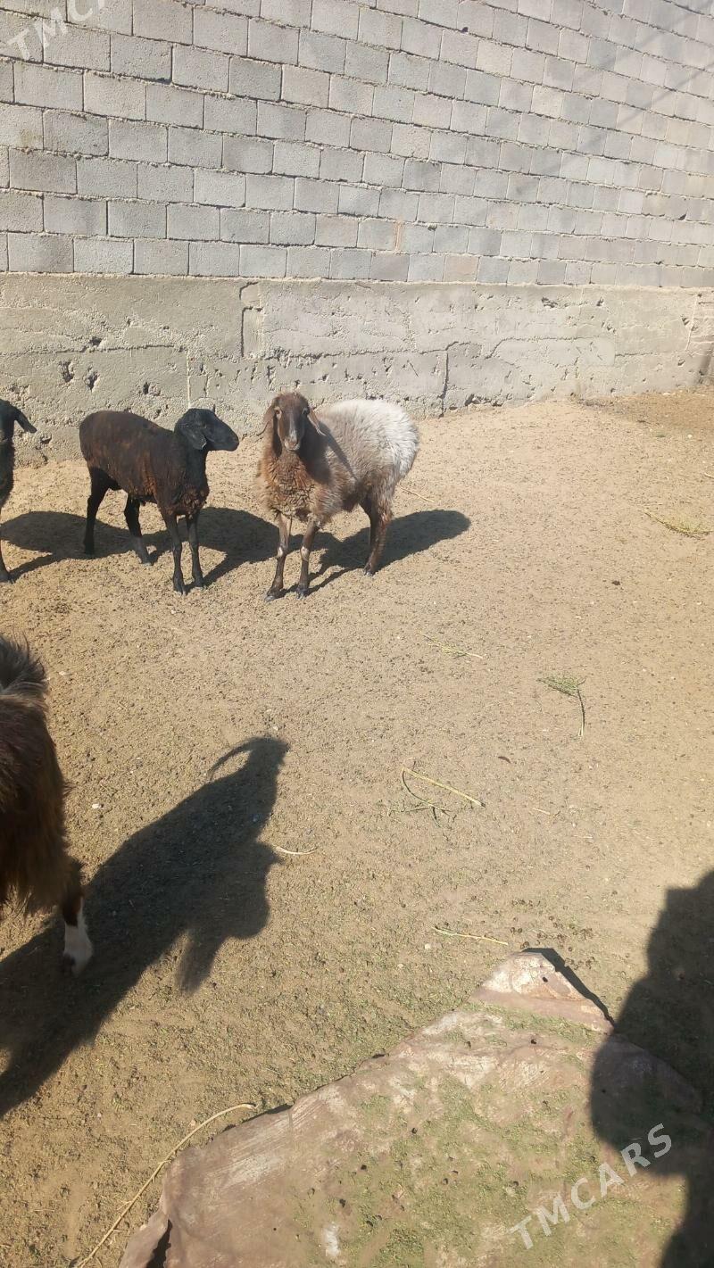 semiz goÿun - Ашхабад - img 1