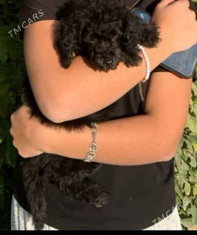 çapa - 4 mkr - img 2