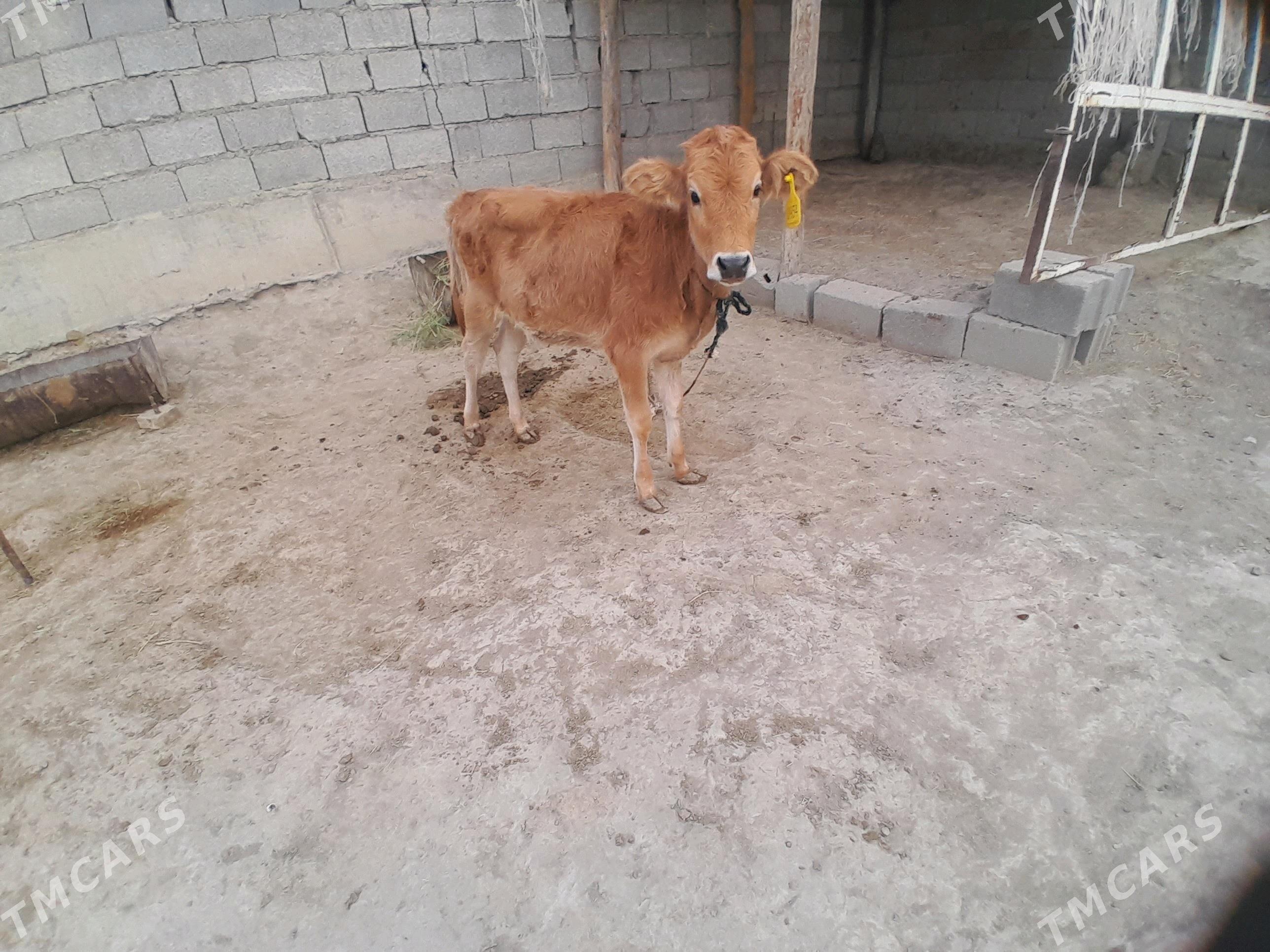 tuwe - Бахарден - img 1