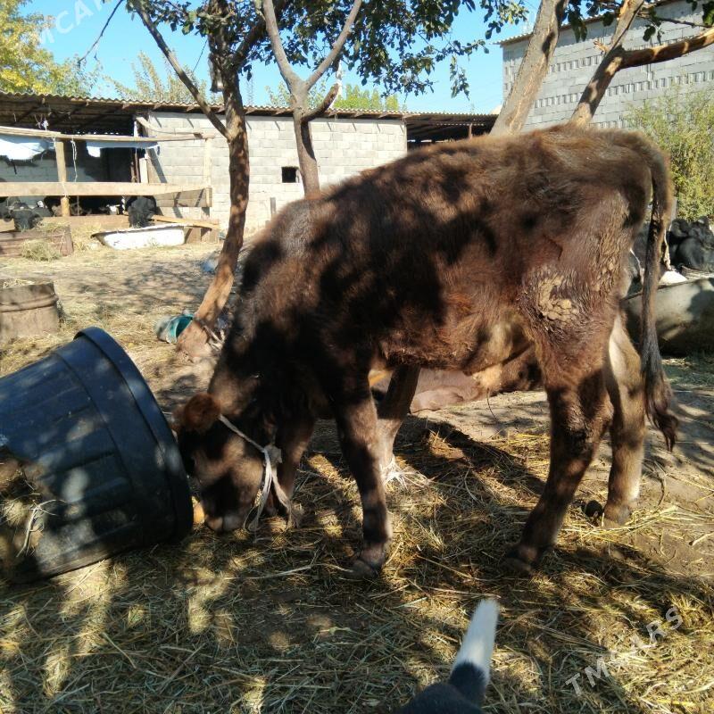 Tuwe ökiz2sany - Гёкдепе - img 2