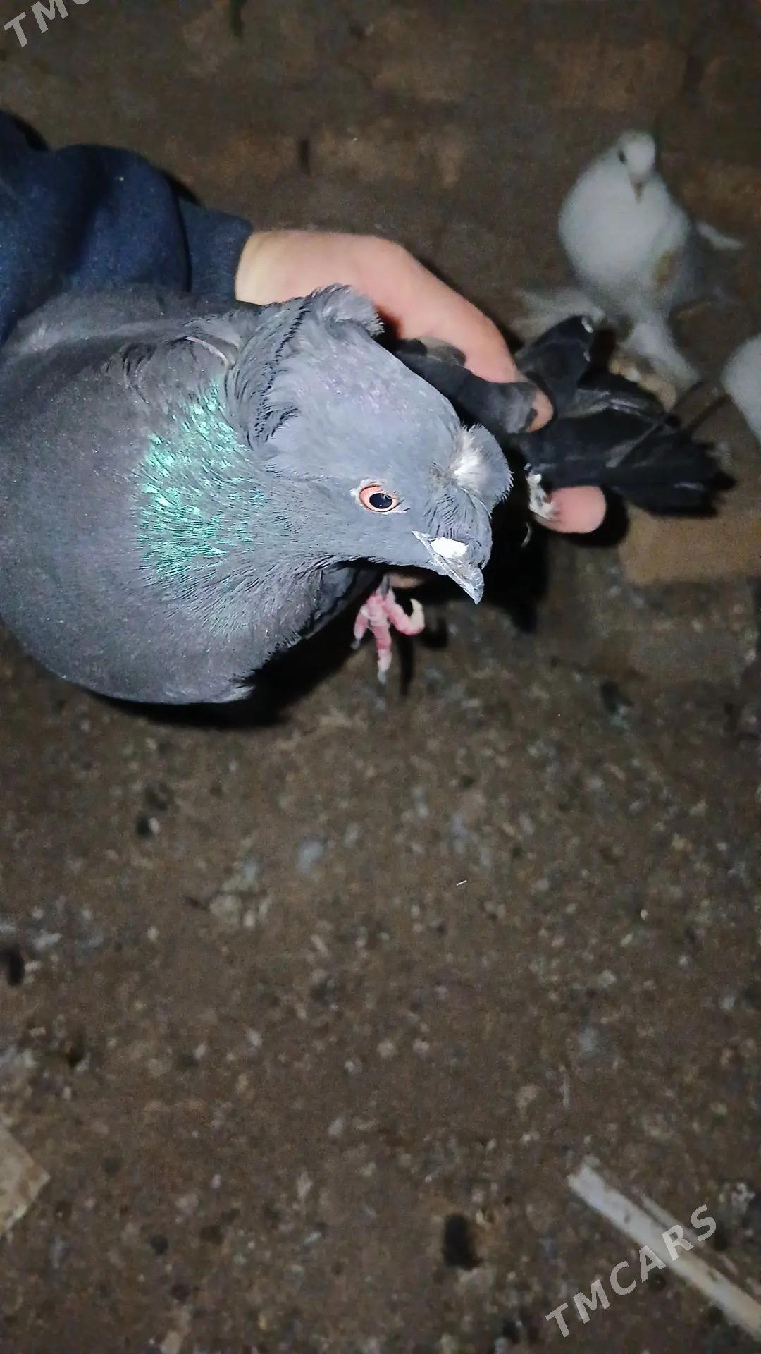 kepderi - Чарджоу - img 3