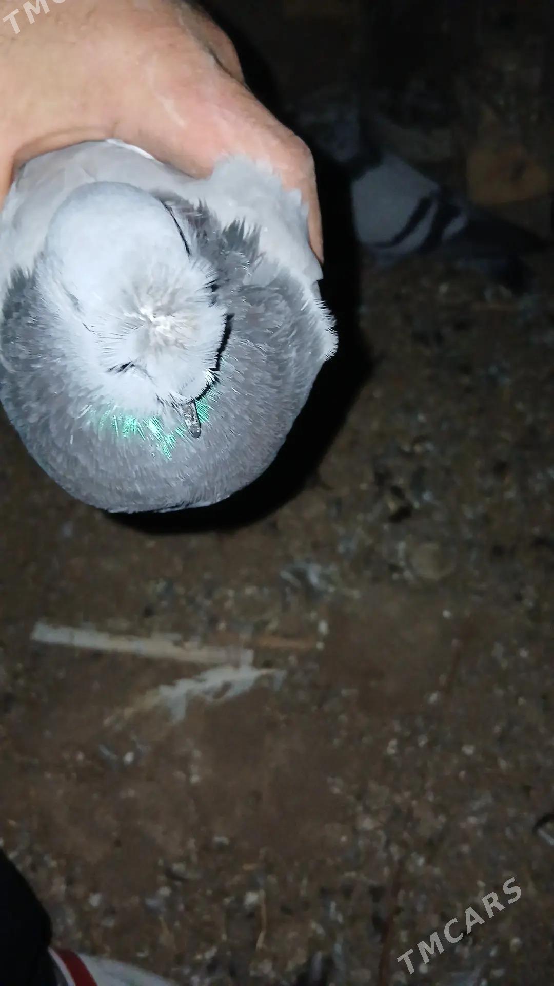 kepderi - Чарджоу - img 1