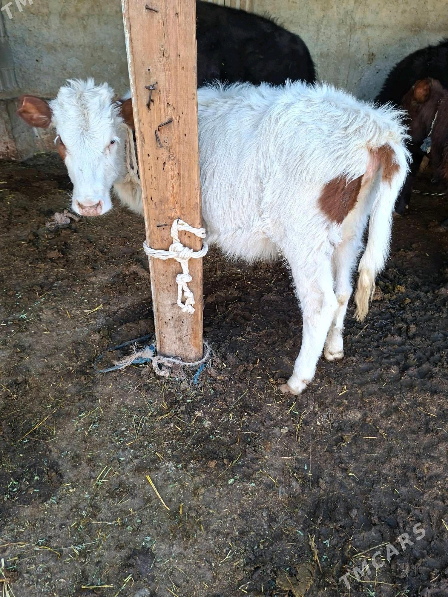 tuwe - Гарадамак Шор - img 1