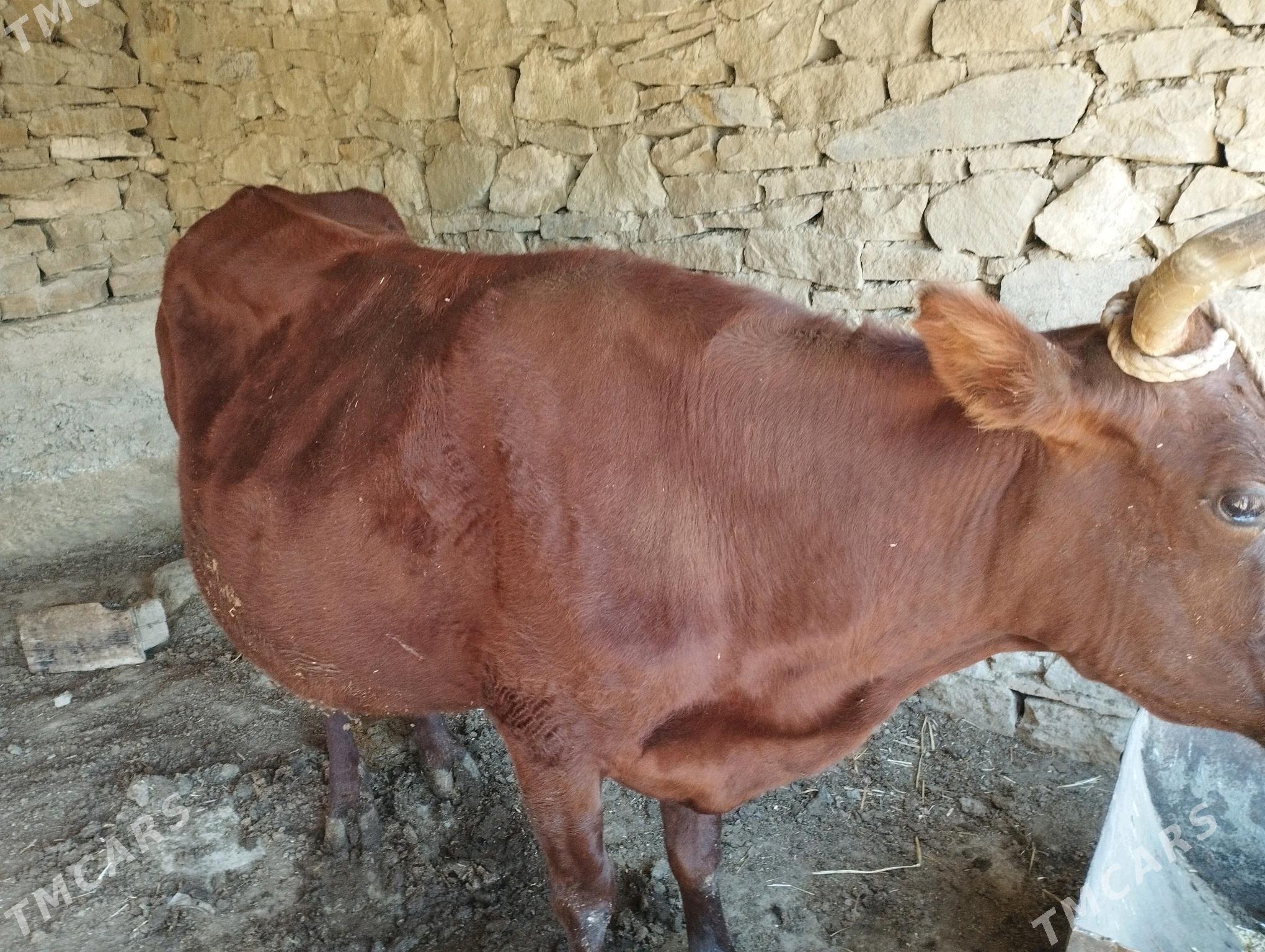 sigir - Гызыларбат - img 1