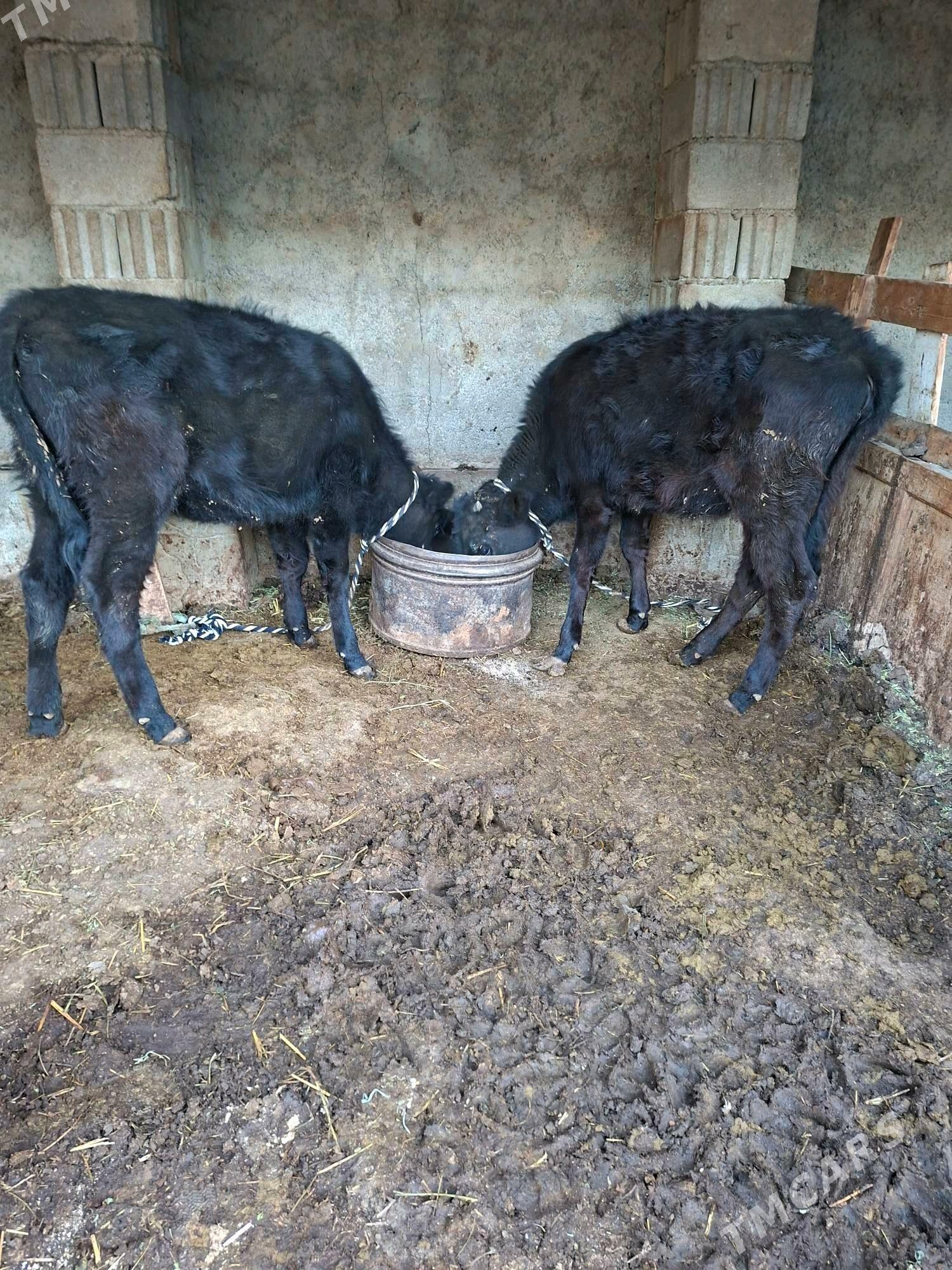 tuwe - Гарадамак Шор - img 5