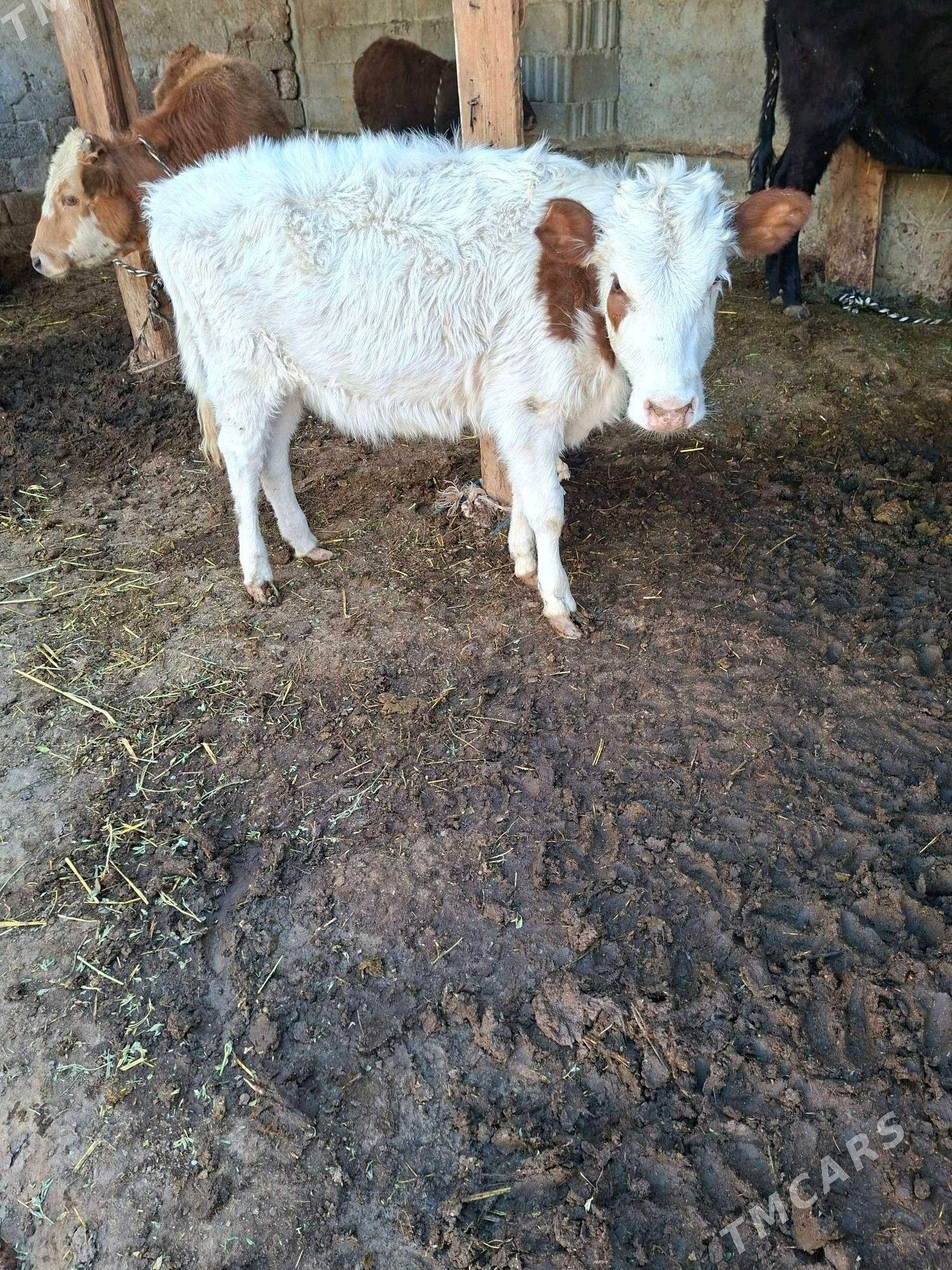 tuwe - Гарадамак Шор - img 3