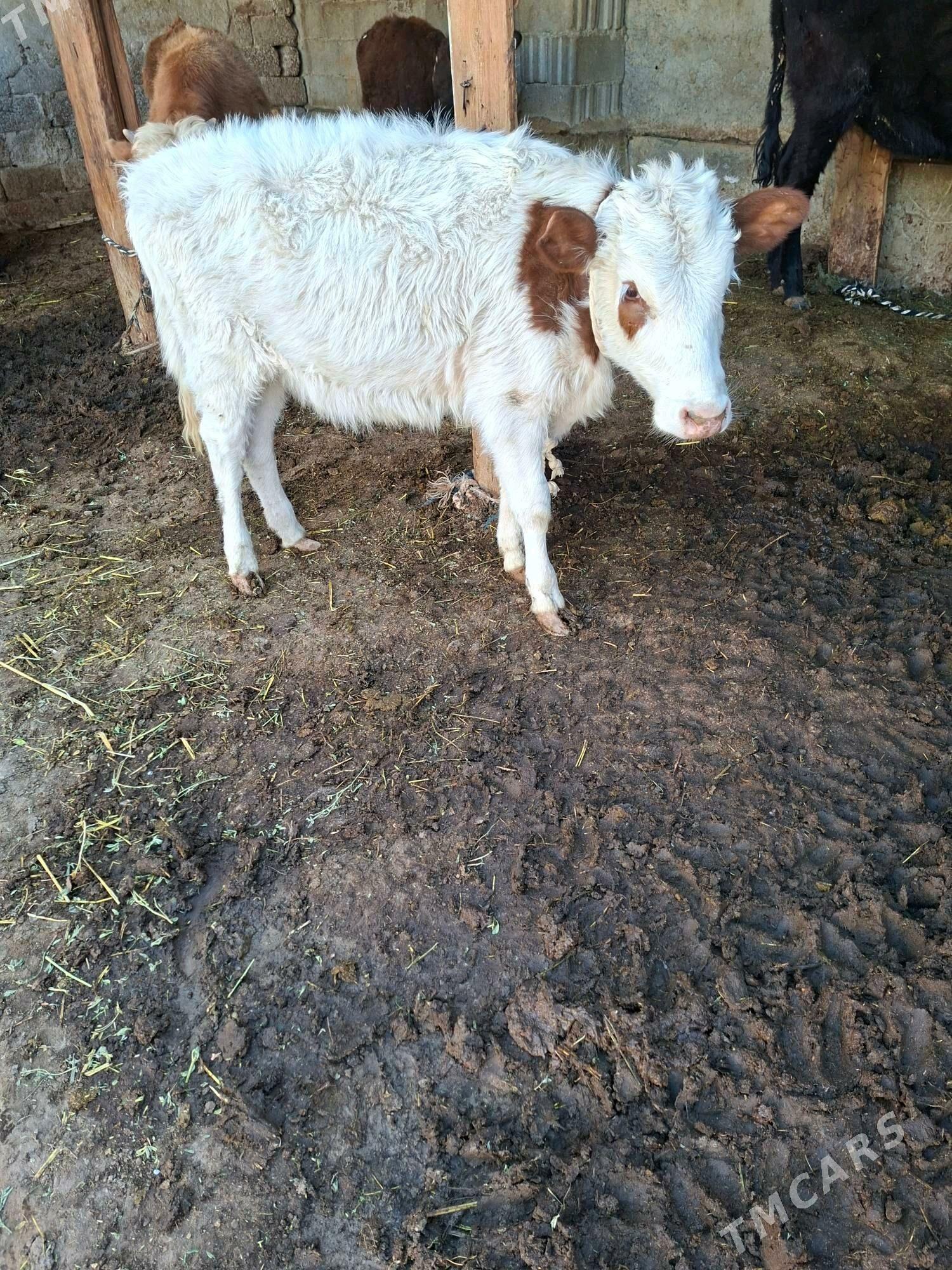 tuwe - Гарадамак Шор - img 2