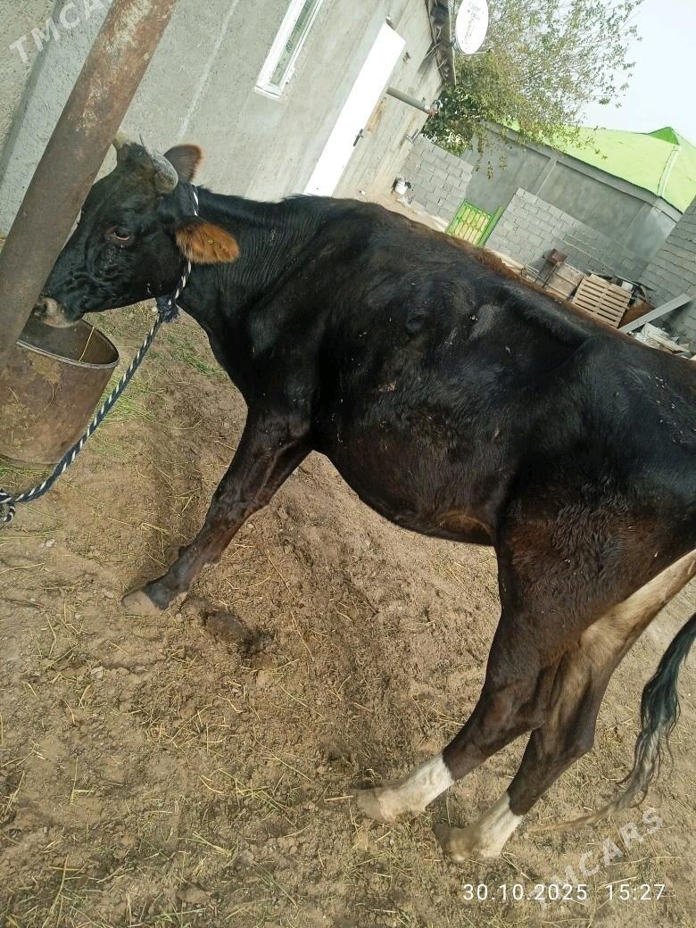 sygyr - Ашхабад - img 1