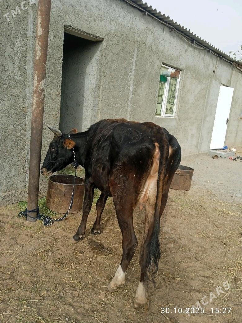 sygyr - Ашхабад - img 2