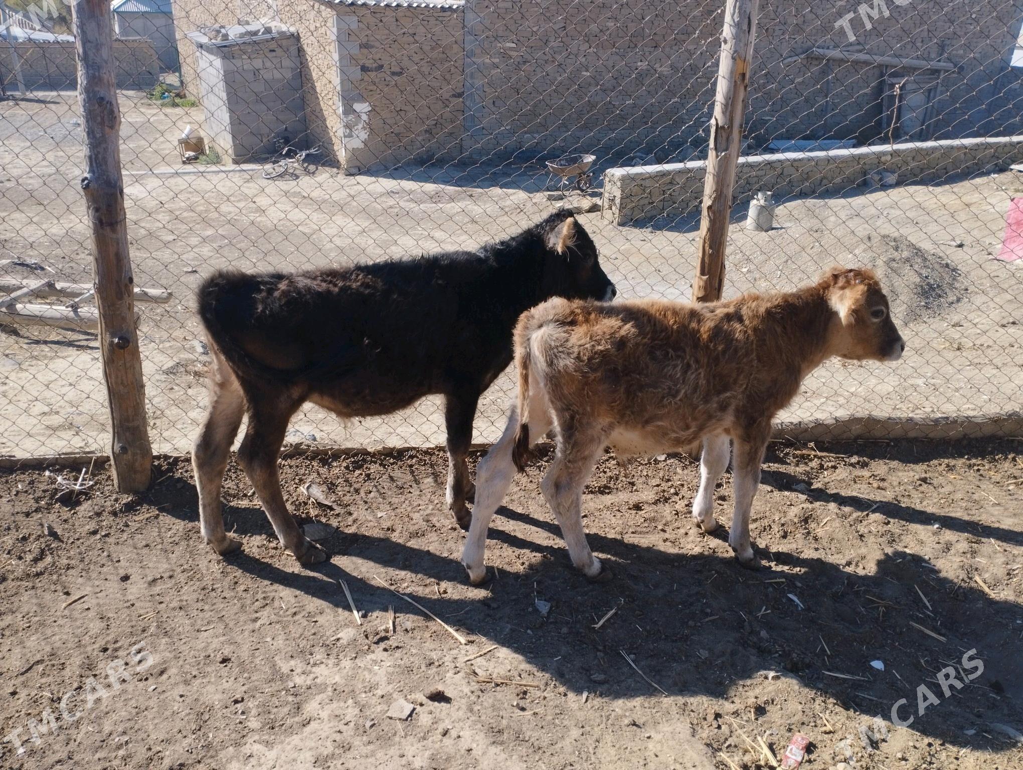 sigir - Гызыларбат - img 3