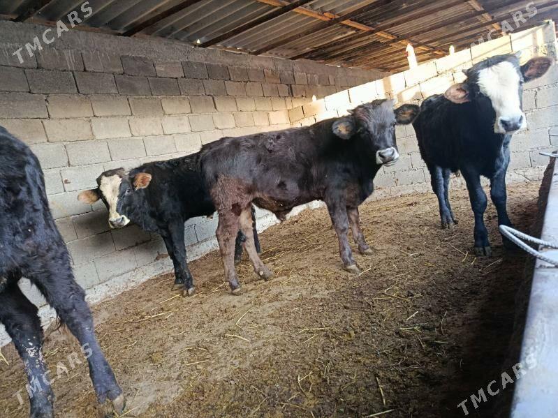 okuz ler - Бузмеин - img 1