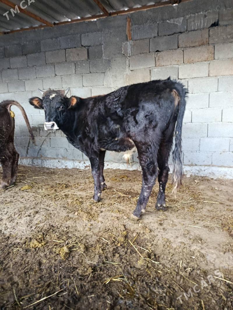 okuz ler - Бузмеин - img 3