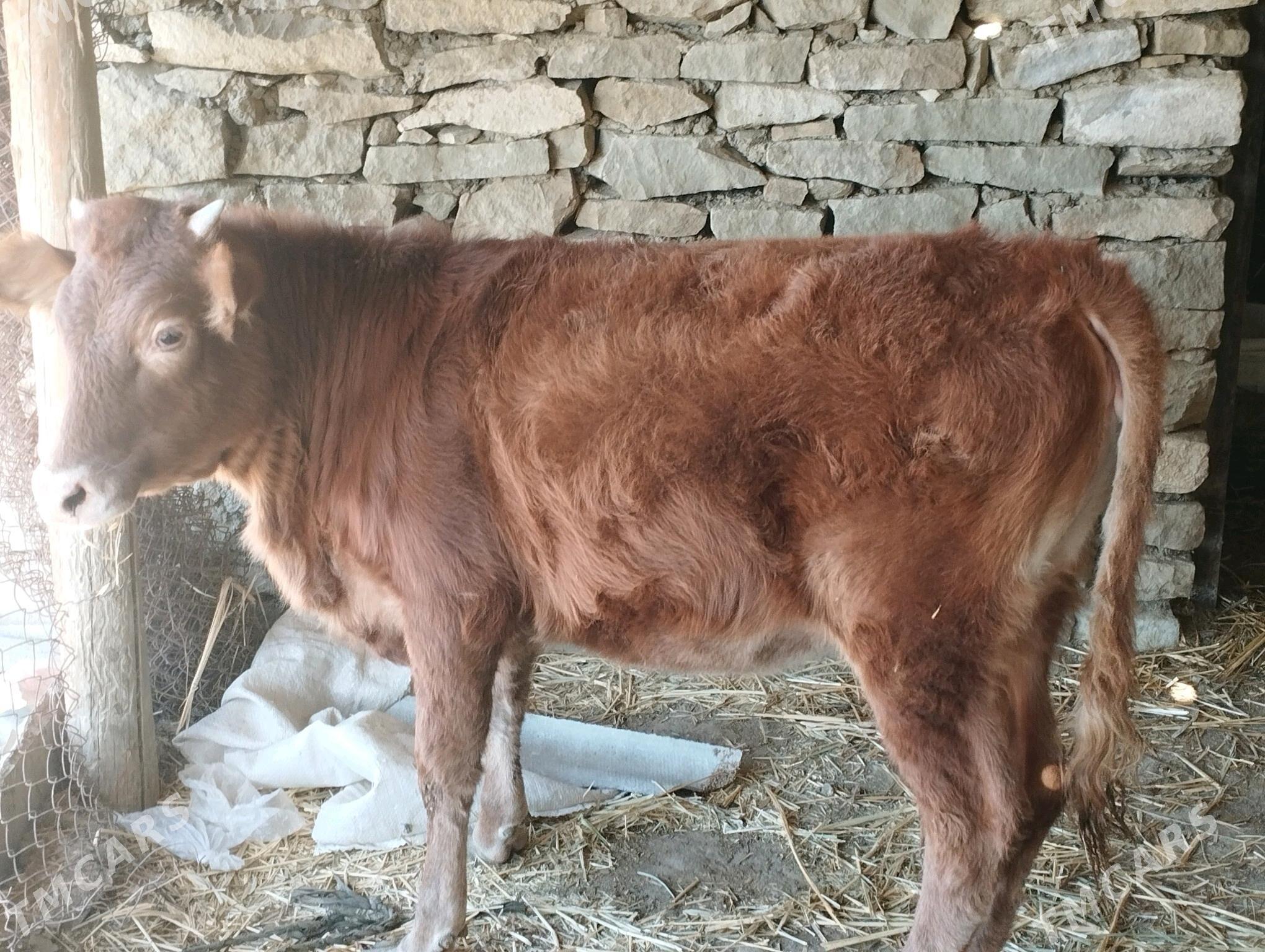 sigir - Гызыларбат - img 4