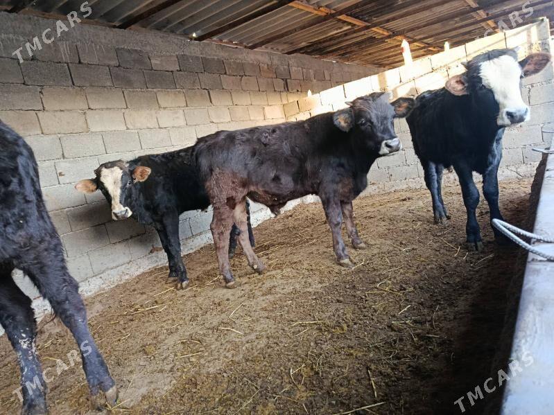 okuz ler - Бузмеин - img 2