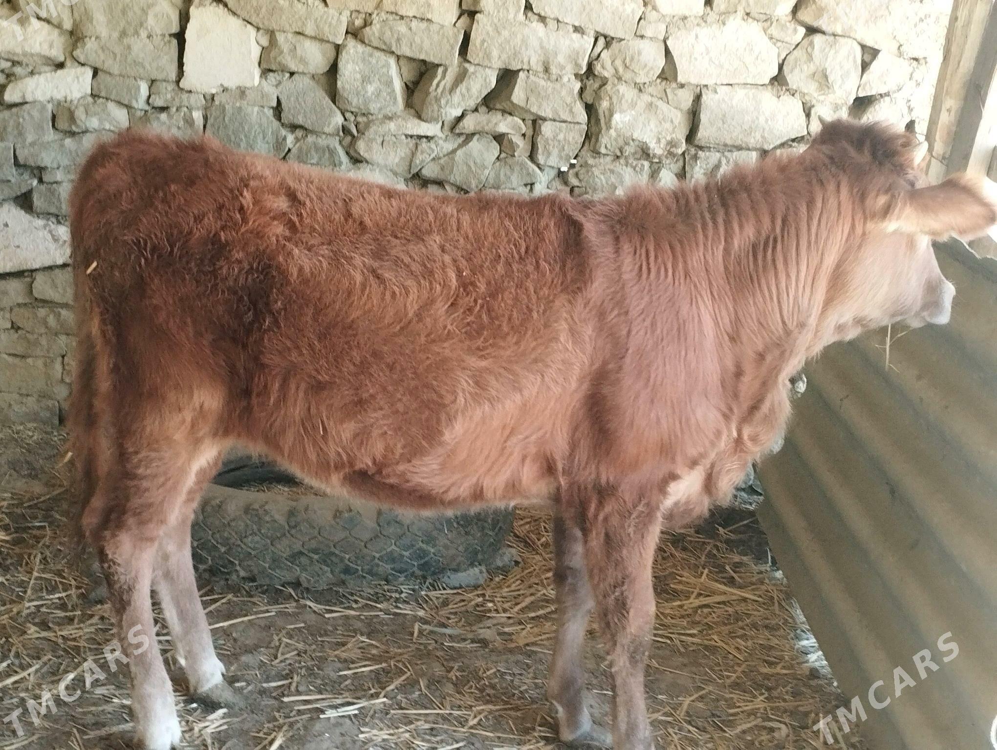 sigir - Гызыларбат - img 5