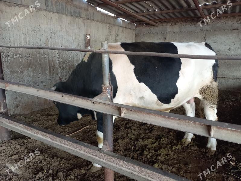 öķüz - Анев - img 3