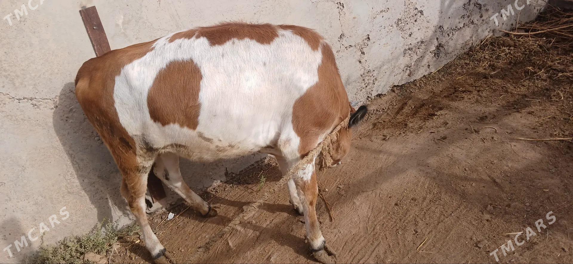 sygyr - Бабадайхан - img 1