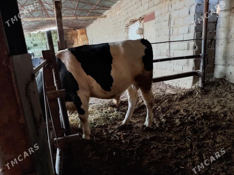 öķüz - Анев - img 4