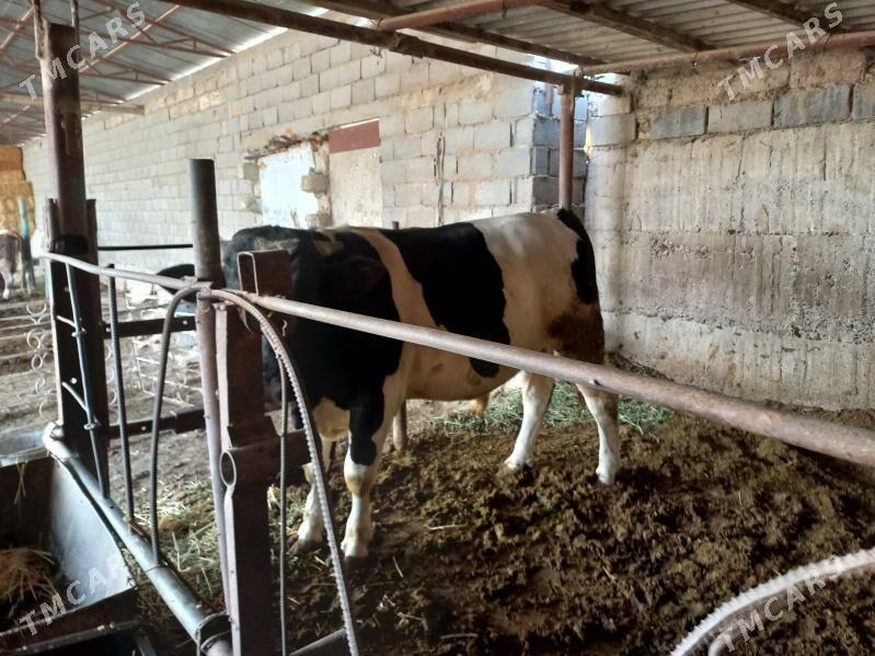 öķüz - Анев - img 1