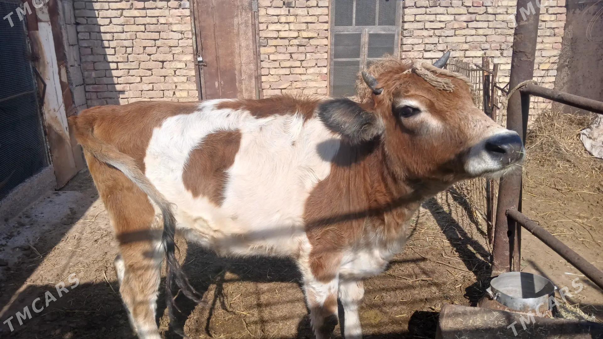 sygyr - Бабадайхан - img 3