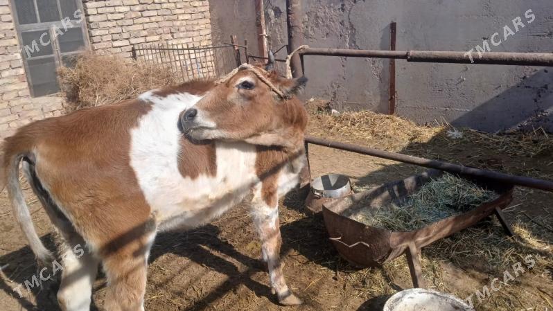 sygyr - Бабадайхан - img 2