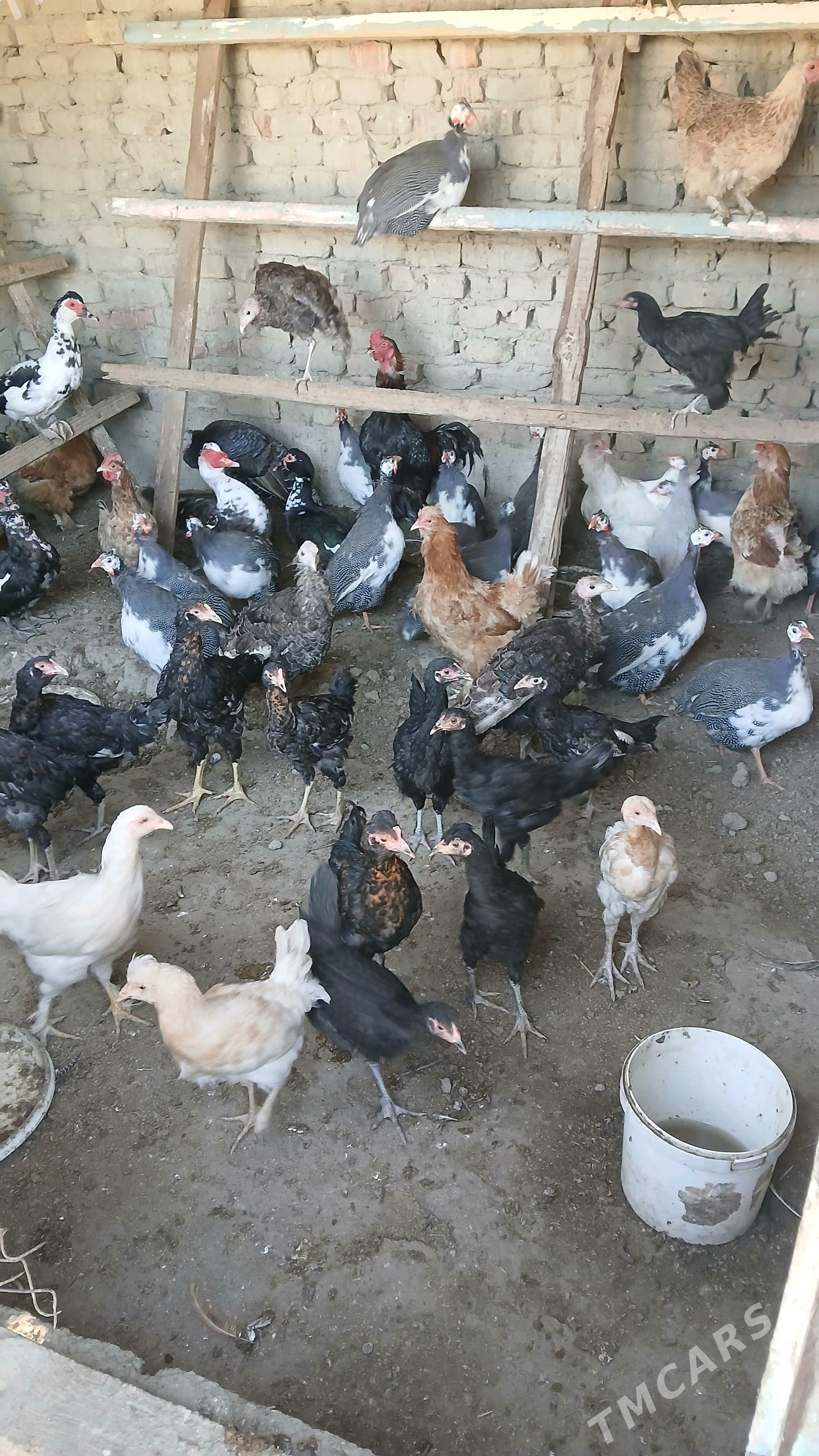 sisarka kakilik - Бахарден - img 2