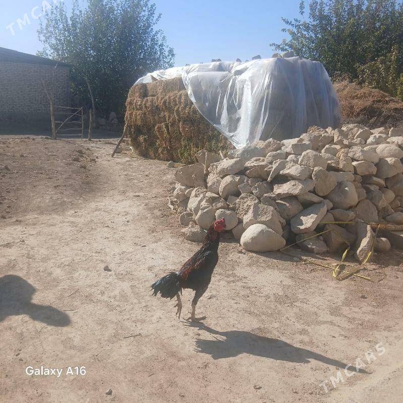 horoz - Яшлык - img 3