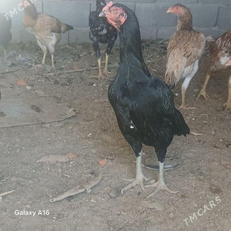 horoz - Яшлык - img 6