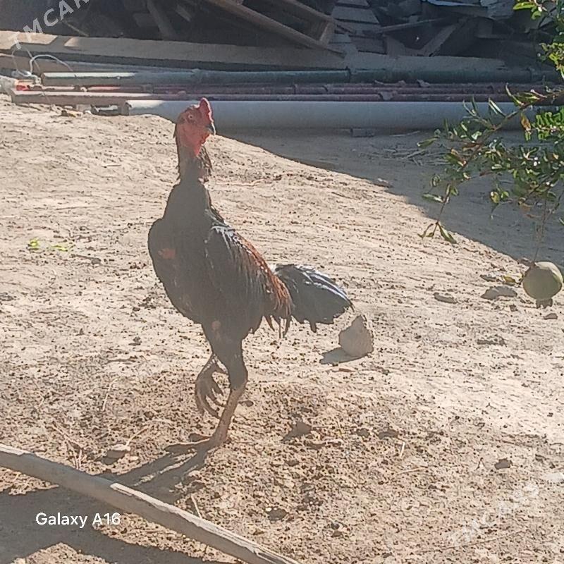 horoz - Яшлык - img 1