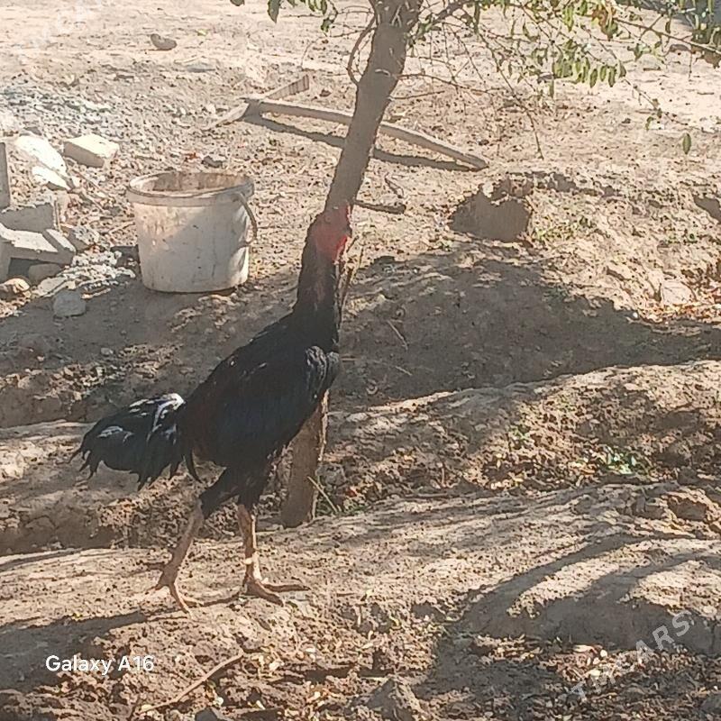 horoz - Яшлык - img 2