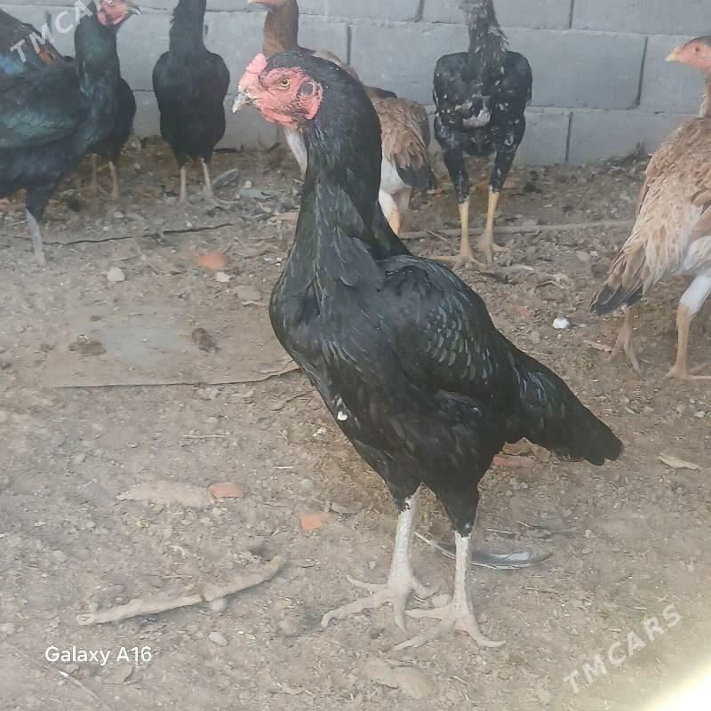 horoz - Яшлык - img 5