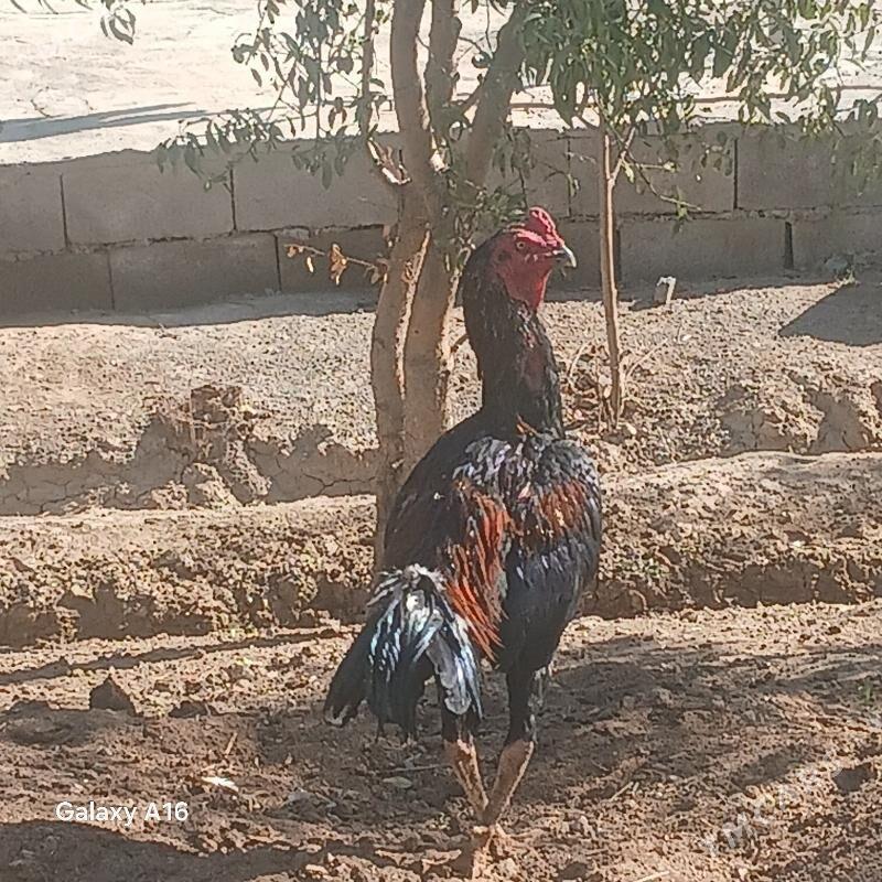 horoz - Яшлык - img 4