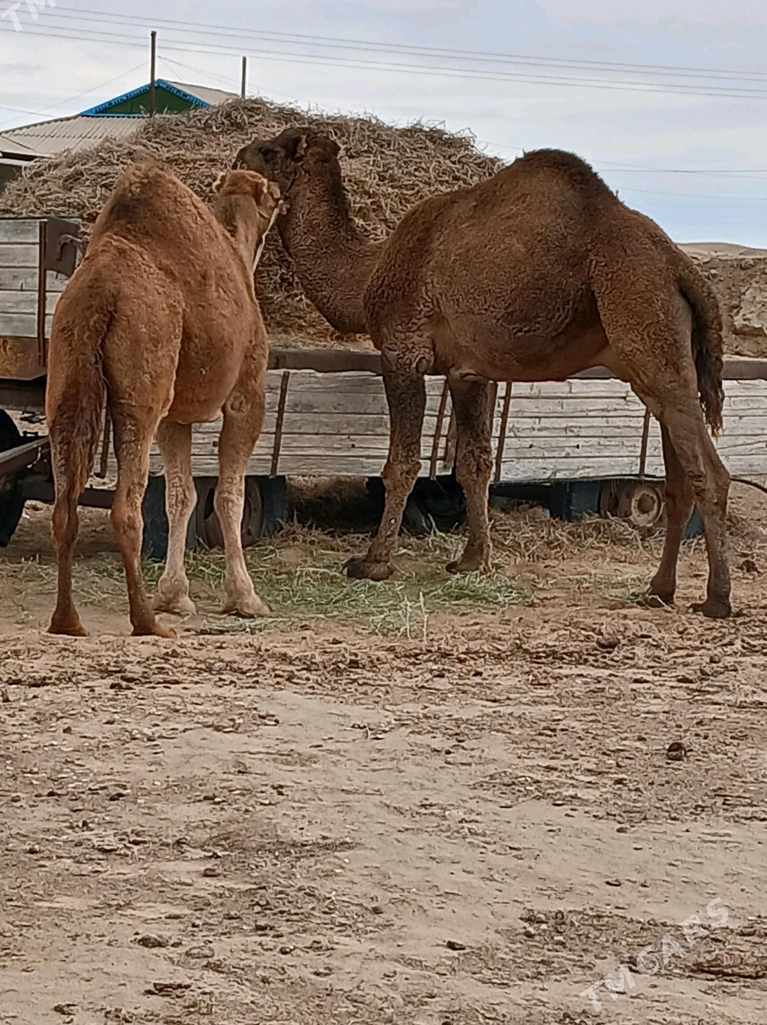 erke duyee - Эсенгулы - img 1