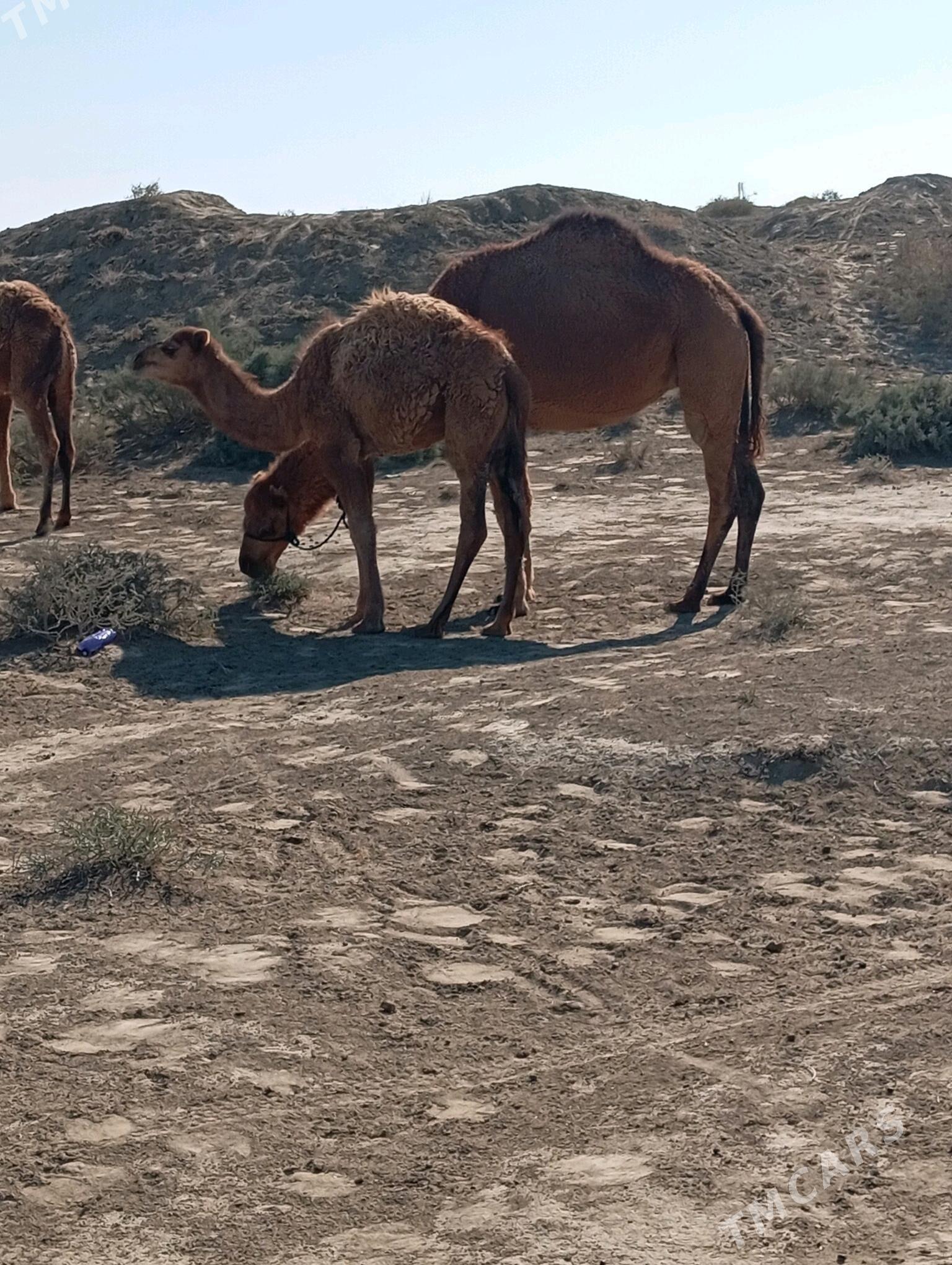 erke duyee - Эсенгулы - img 3